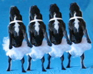 Mark Divo, Hundeballet mit Motoracek, 2009, Videostill Divo Institut