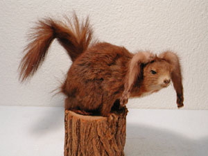 Ehfa Hiltbrunner "Marie-Louise", Objekt, mit Eichhörnchen, Tierfell, Holz, 2003