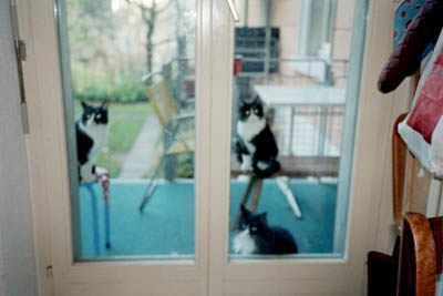 Maria Arnold "Unsere Katzen", Fotografie, 2003