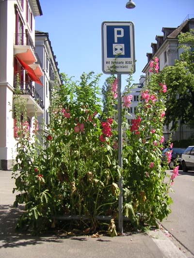 Malven an der Lavaterstrasse Zürich, Foto Maurice Maggi, 2004 